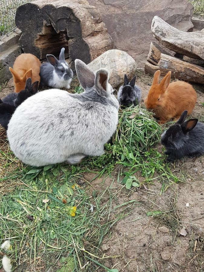 Agroturystyka Pod Pstragiem Lipnica  Exterior foto